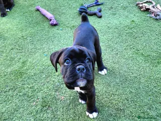 Boxer dogs Bobtail/tailed Boxer puppy - Advert 10