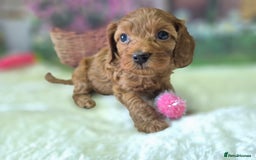 Cavapoo dogs for sale: WAITING LIST NOW OPEN FOR SUMMER 2026.  - Image 4