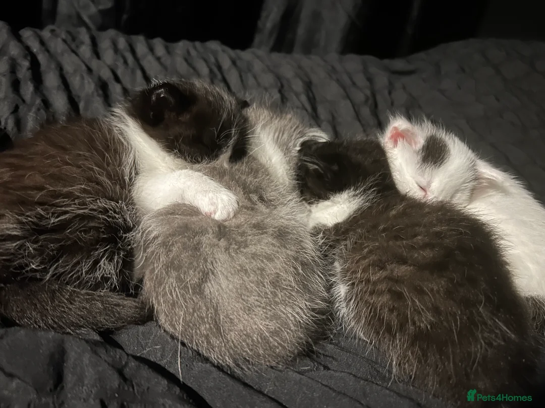 Ragdoll cats for sale: Ragdoll x purebred mother  in Stone - Advert 1