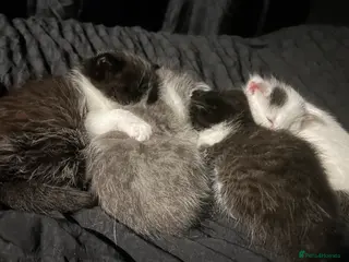 Ragdoll cats Ragdoll x purebred mother - Advert 1