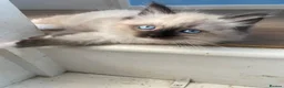 Ragdoll cats for sale: Rare Ragdoll kittens  - Advert 11