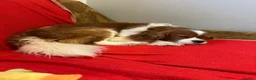 Cavalier King Charles Spaniel dogs for sale: Beautiful Cavalier King Charles Spaniel puppies - Advert 22