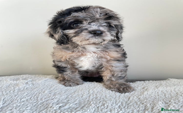 Cavapoo dogs - Advert 12