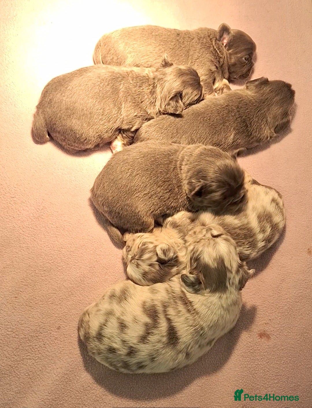 Chihuahua dogs for sale:  Chihuahua X French Bulldog Puppies  - Advert 5