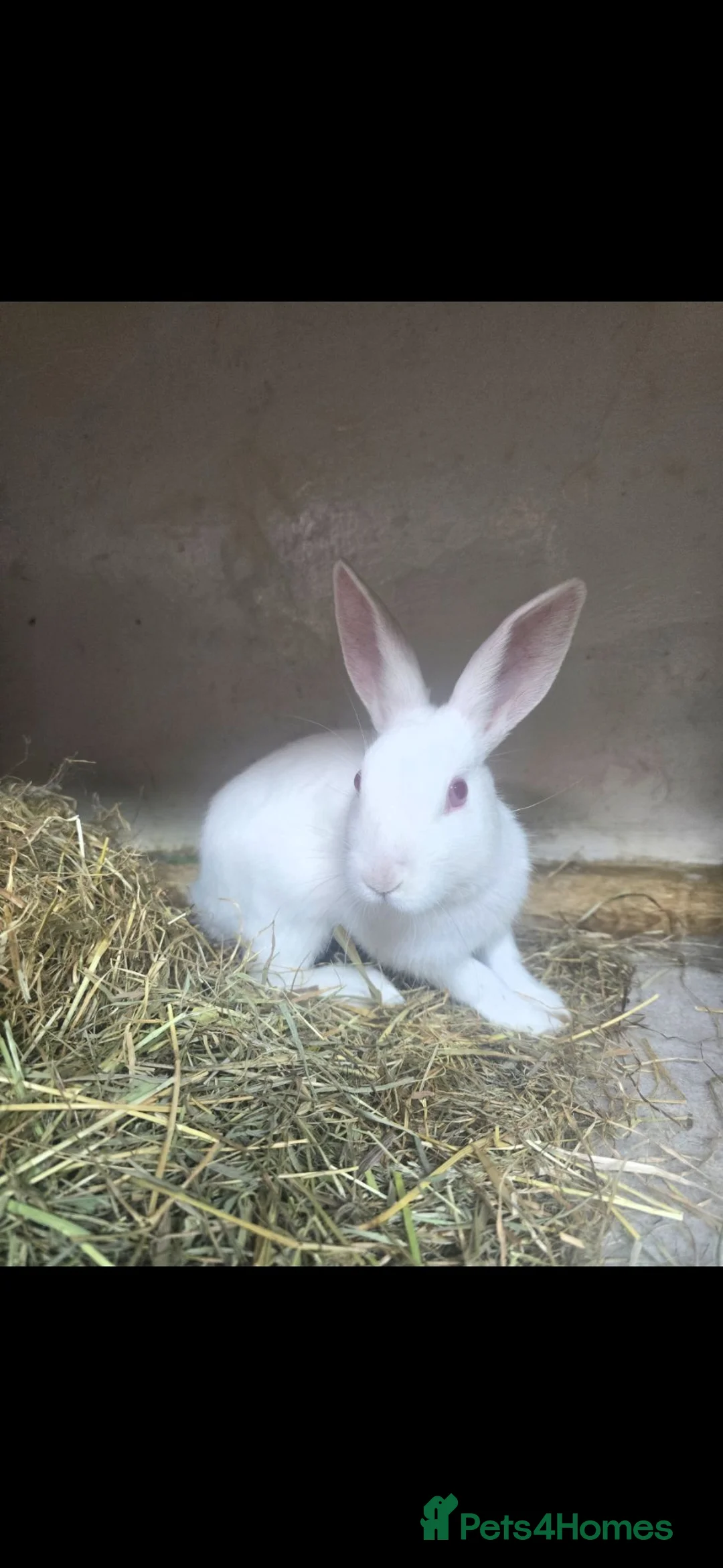 Mixed Breed rabbits for sale: Baby white bunny male rescue - Advert 3