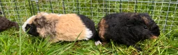 Guinea Pig rodents for sale: Pure bred Teddy boys/boars/males - Advert 6