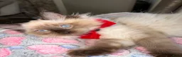 Ragdoll cats for sale:     Family Raised Ragdoll Kittens🐈‍⬛💕 - Advert 6