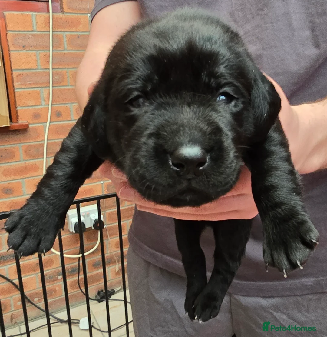 Labrador Retriever dogs for sale: 8 labrador pups bred for health and temperament! - Advert 12