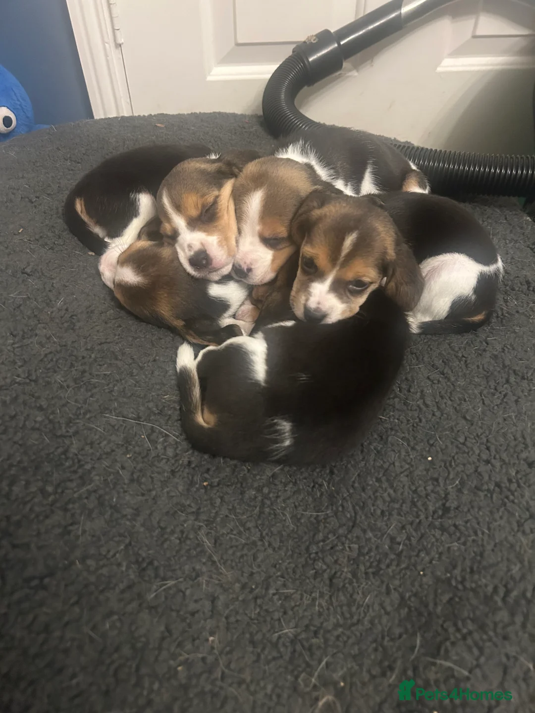 Beagle dogs for sale: Tri colour KC beagles  - Advert 2