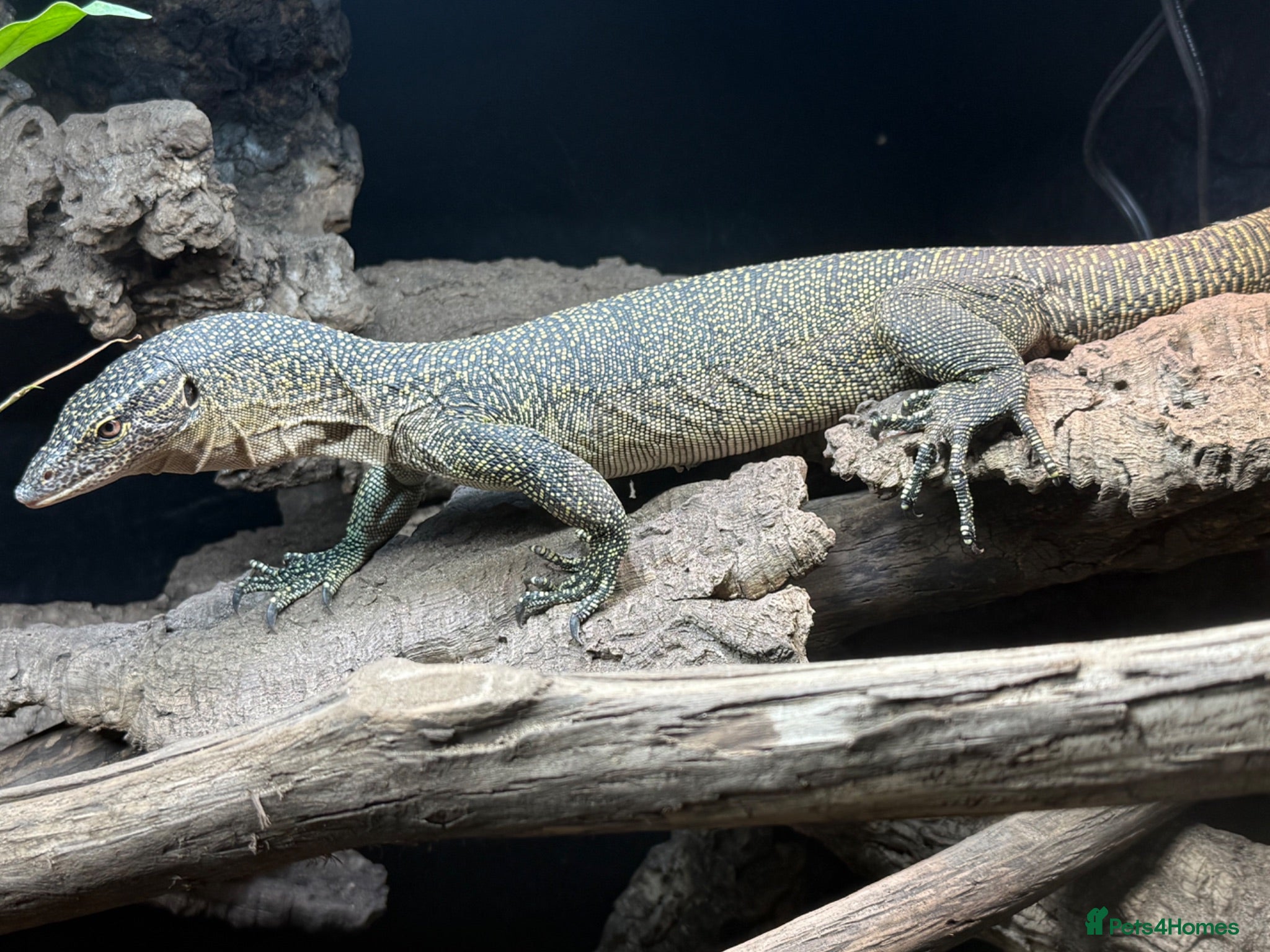 Monitor reptiles Mangrove monitor - Advert 2