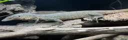 Monitor reptiles for sale: Mangrove monitor in Tamworth - Advert 2