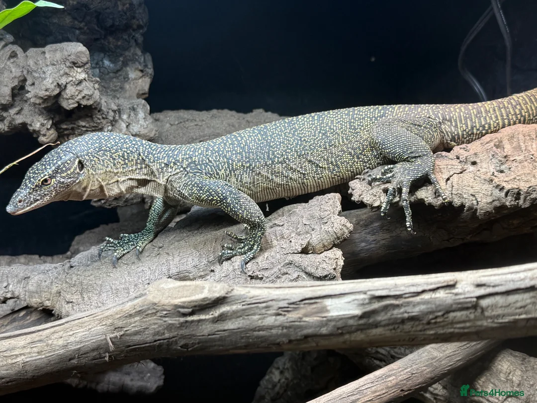 Monitor reptiles for sale: Mangrove monitor in Tamworth - Advert 2