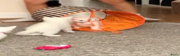 Mixed Breed cats for sale: Beautiful white kittens  - Advert 8