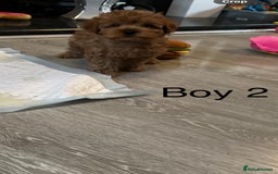 Cavapoo dogs for sale: Cavapoo pups ready to leave, forever homes only - Image 9