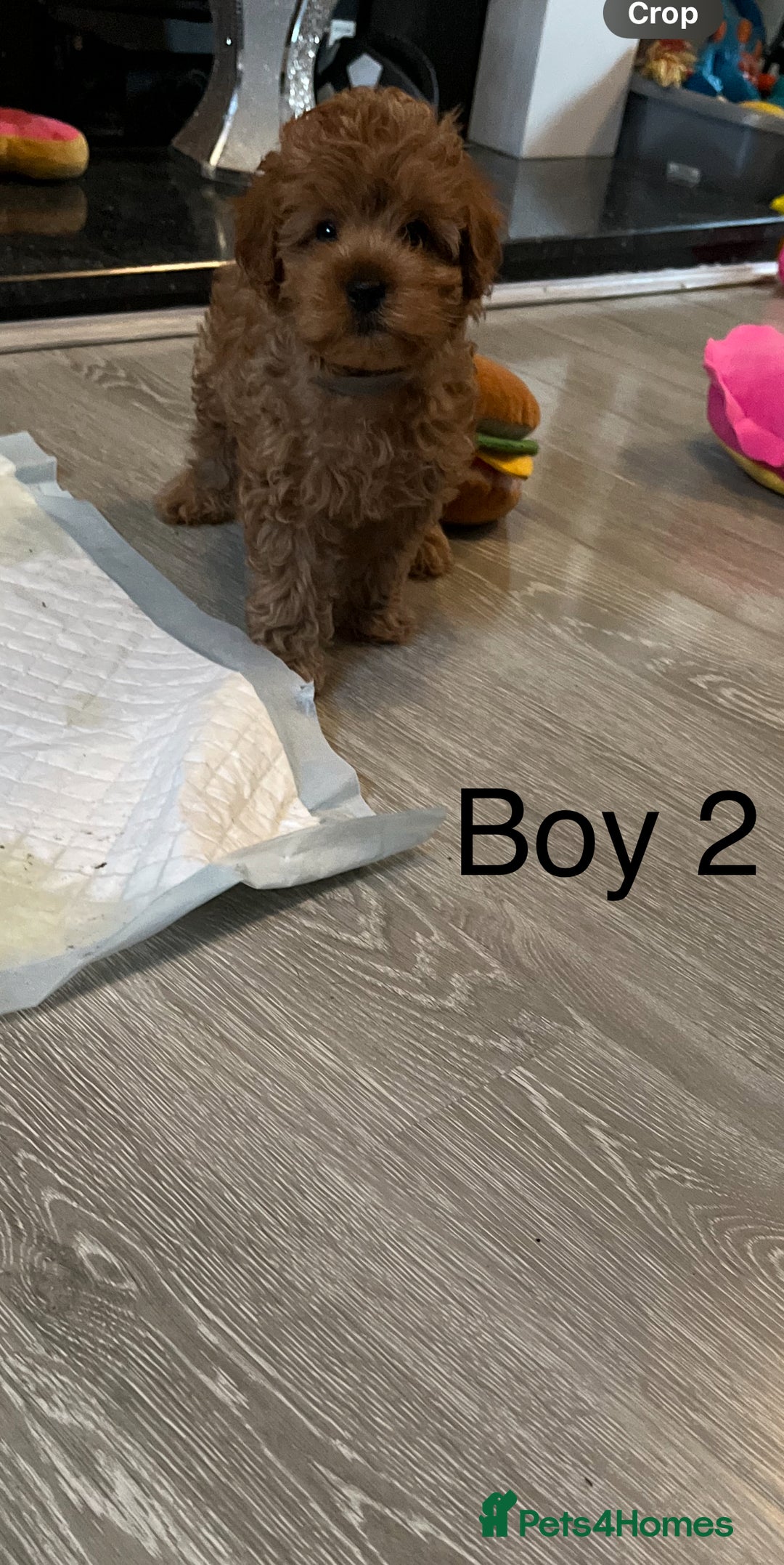 Cavapoo dogs for sale: Cavapoo pups ready to leave, forever homes only - Image 9