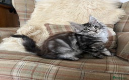 Maine Coon cats for sale: ⭐️Beautiful Maine Coon Kittens⭐️ - Image 6