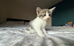 Mixed Breed cats for sale: 3 beautiful kittens available - Image 4