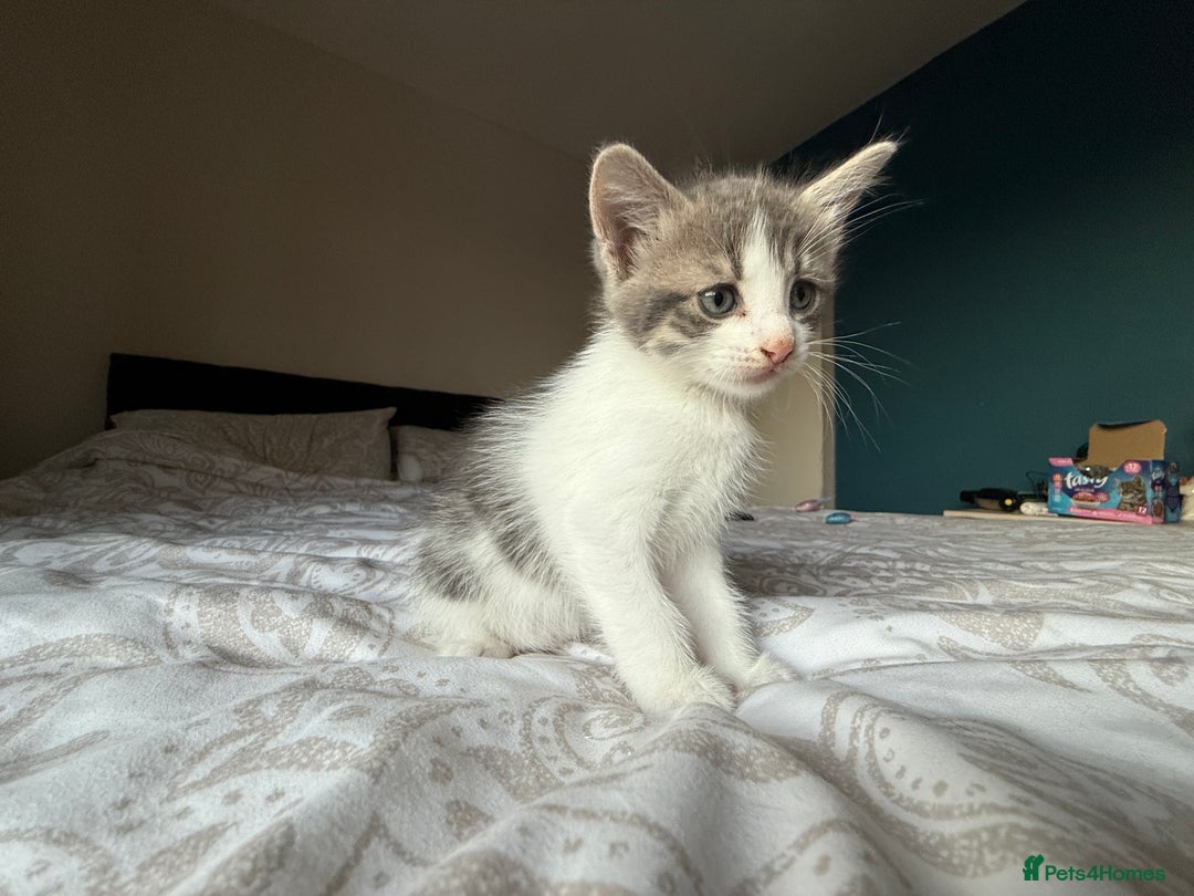 Mixed Breed cats for sale: 3 beautiful kittens available - Image 4