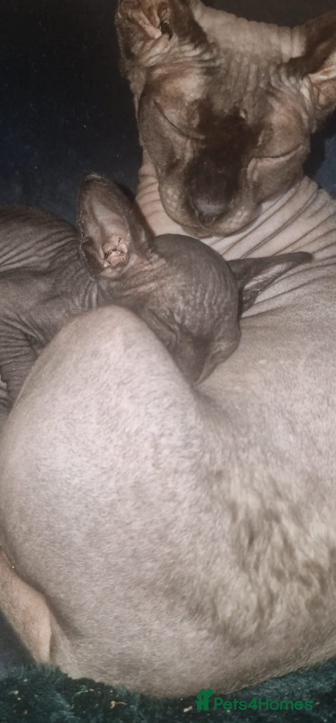Sphynx cats for sale: Gorgeous Canadian sphynx kittens  - Advert 6