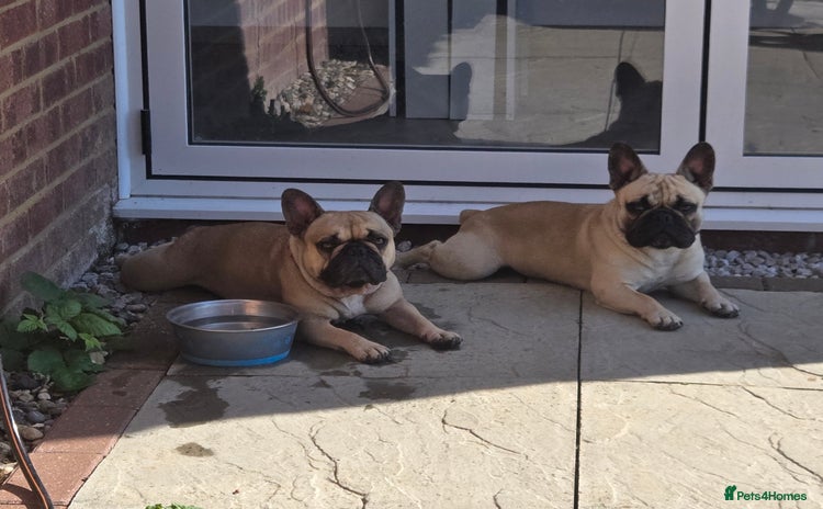 French Bulldog dogs - Advert 10