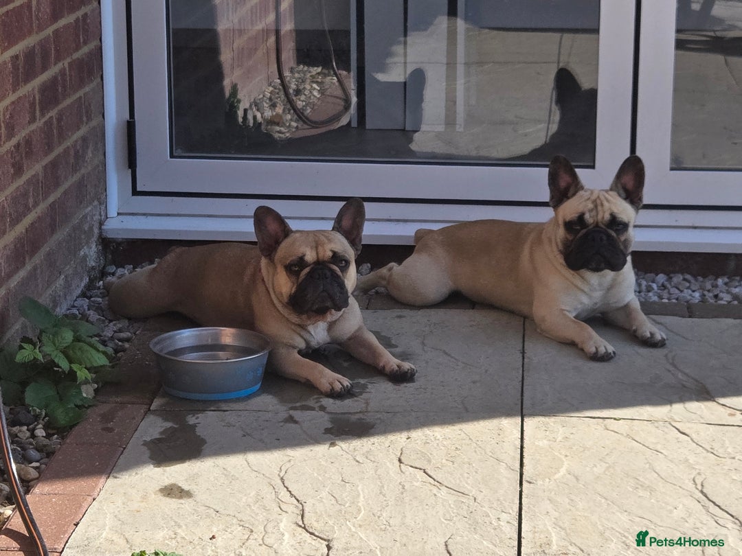 French Bulldog dogs for sale: ❤️Breeding pair of lovely Frenchies❤️ - Image 13