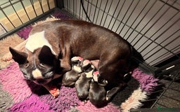 Boston Terrier dogs for sale: Kc reg true to type Boston terrier puppies - Image 4
