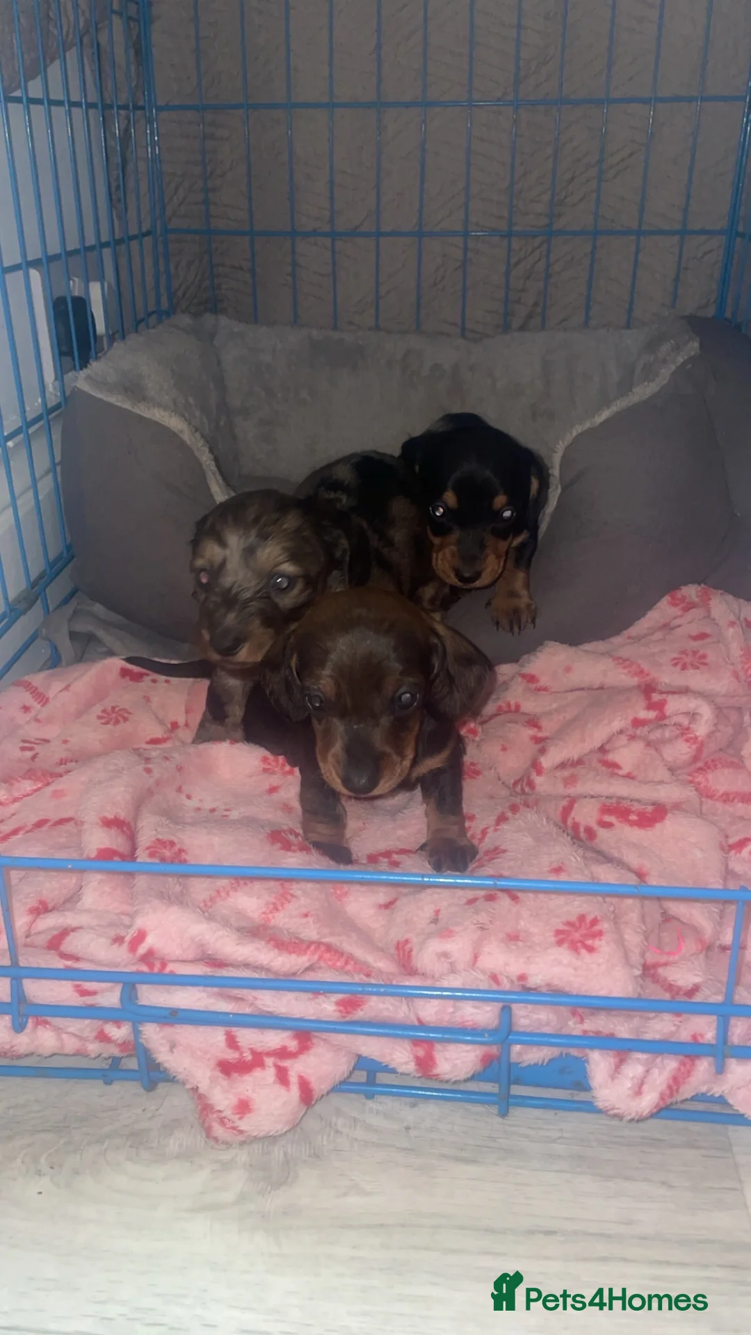 Miniature Dachshund dogs for sale: Miniature dachshund puppies - Advert 3
