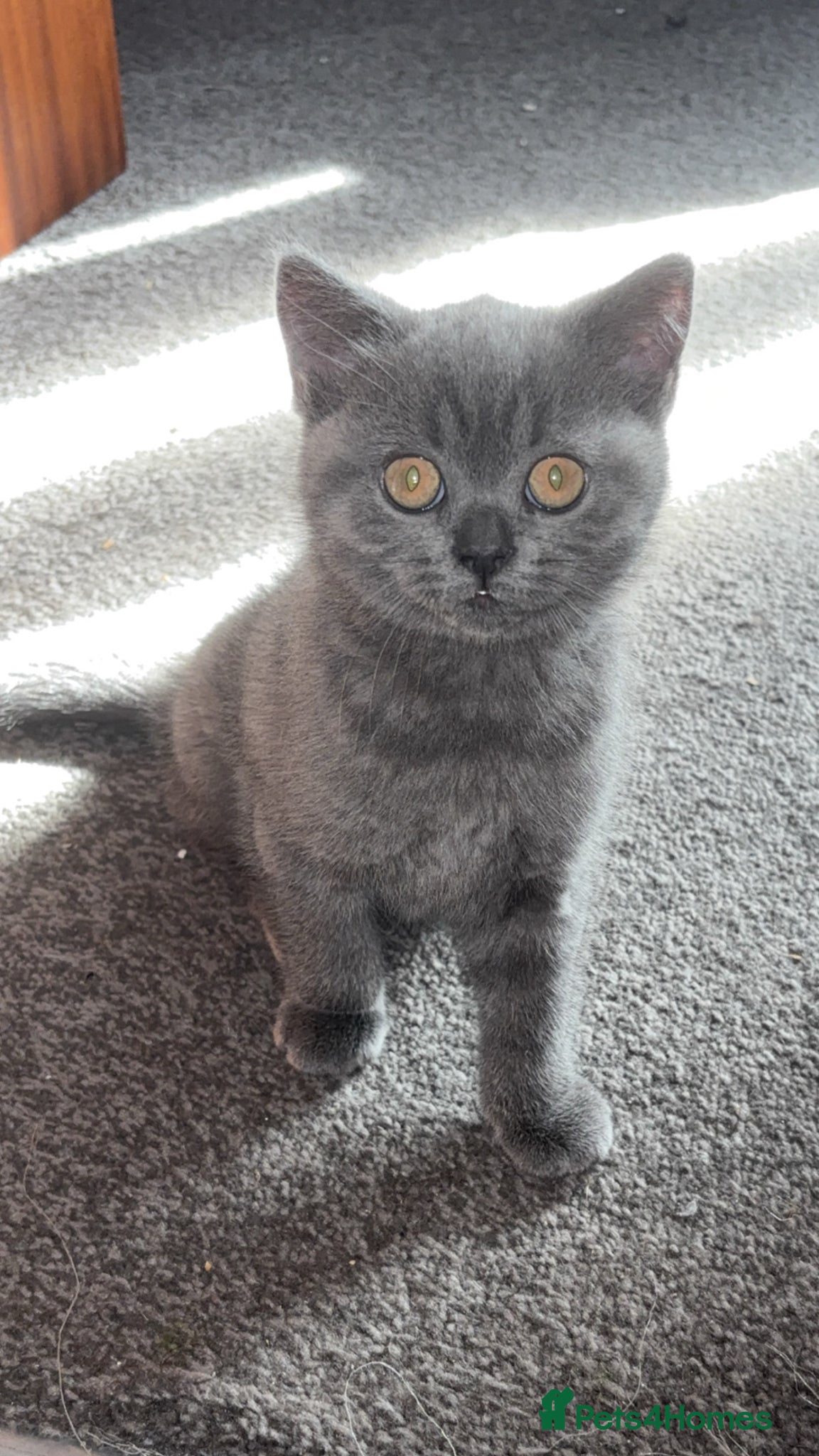 British Shorthair cats Adorable British shorthair kittens 🐱  - Advert 12