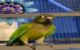 Conures birds for sale: Pair of black capped conures  - Image 6