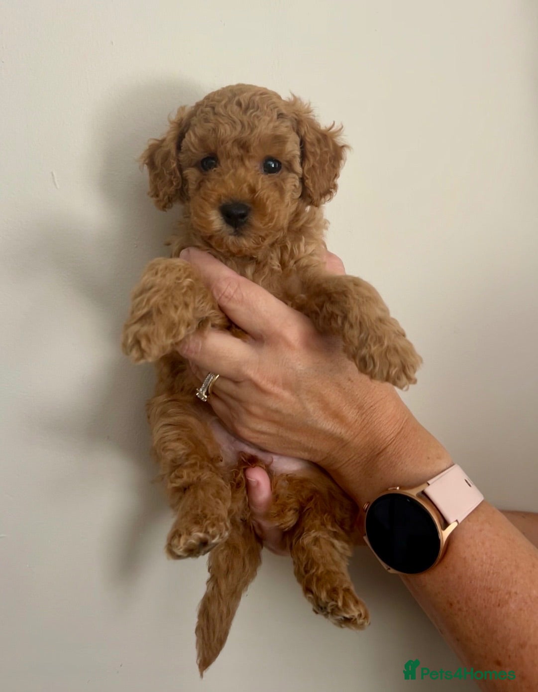 Miniature Poodle dogs *ONE GIRL LEFT* Stunning Red Miniature Poodle Pups - Advert 1