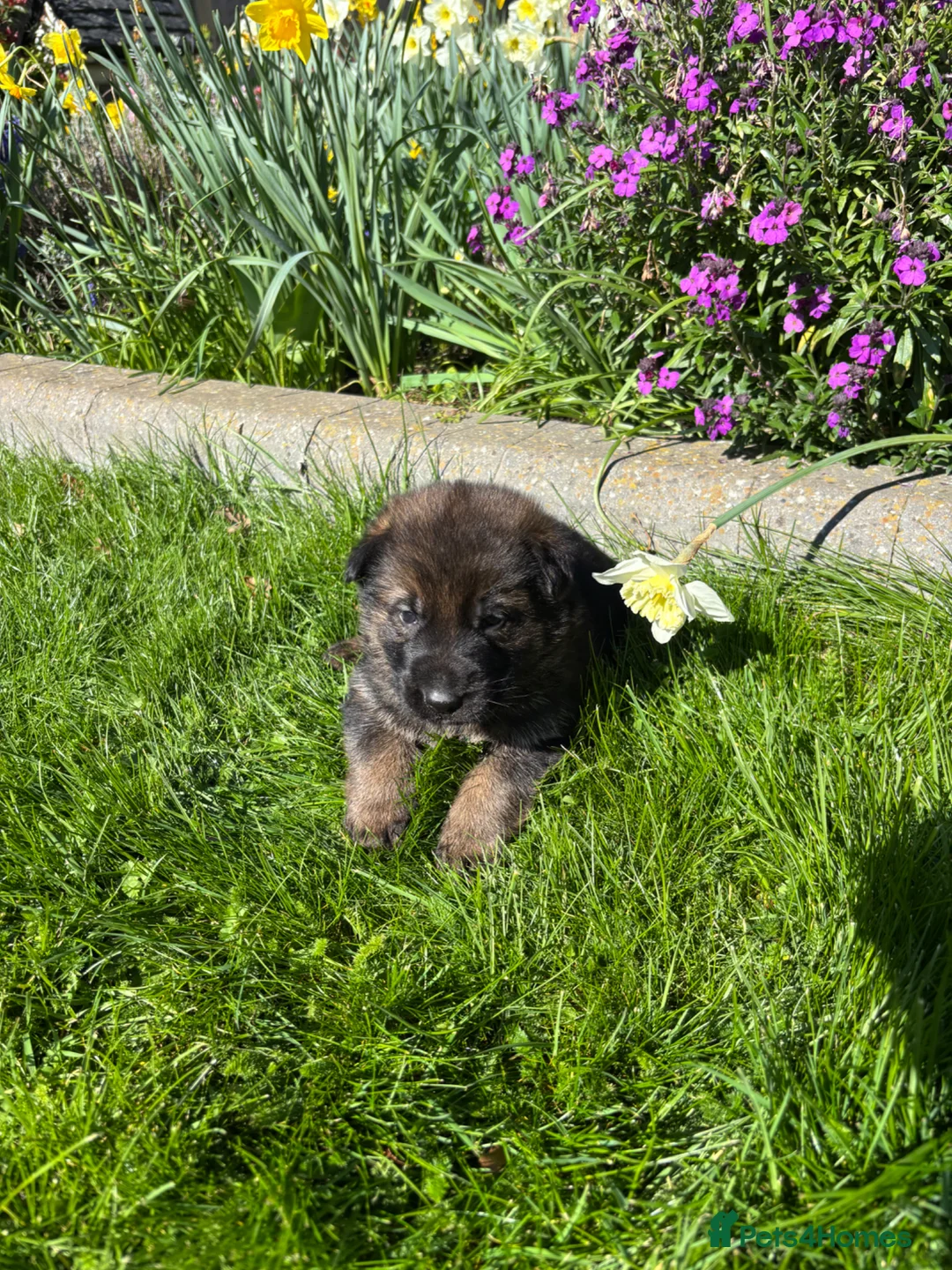 German Shepherd dogs for sale: Quality German Shepherd puppies  - Advert 1