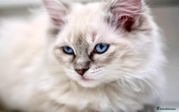 Ragdoll cats for sale: Ready Now GCCF Ragdoll Kittens Irresistibly Cuddly - Image 17