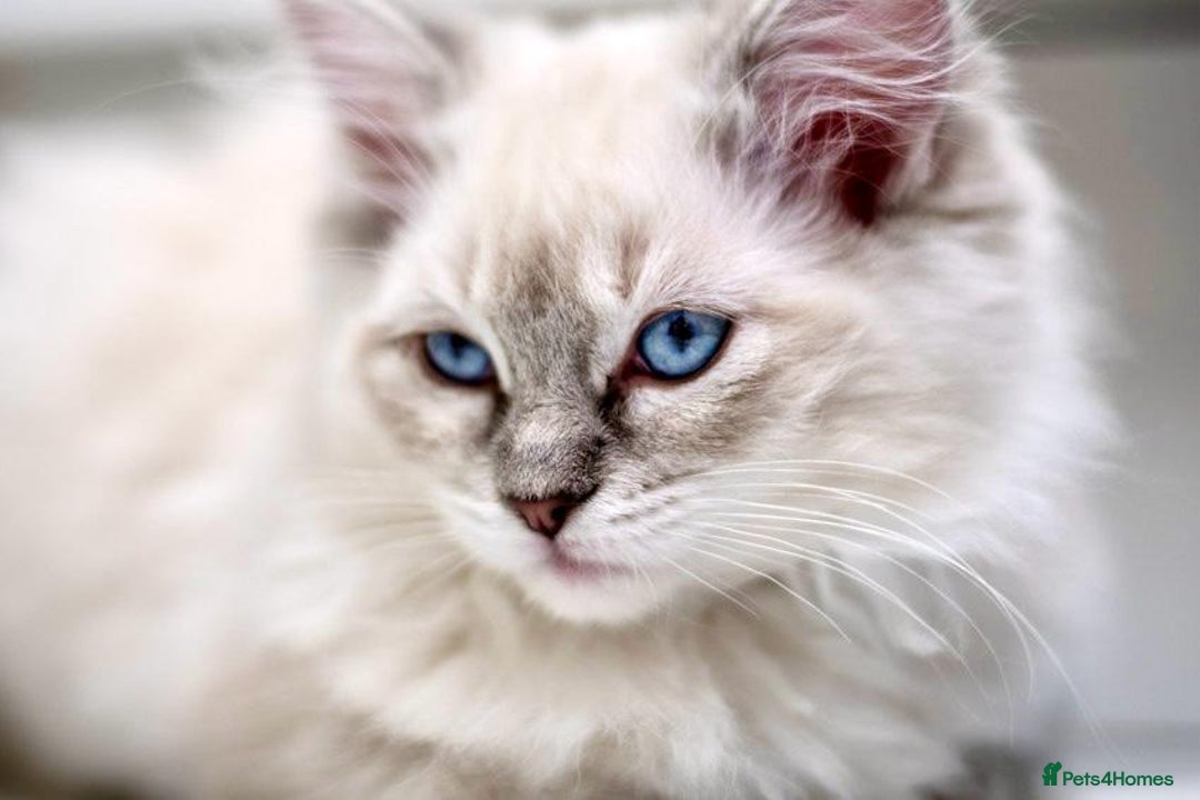 Ragdoll cats for sale: Ready Now GCCF Ragdoll Kittens Irresistibly Cuddly - Image 17
