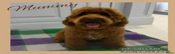 Australian Labradoodle dogs for sale: Prestige Australian labradoodle puppies💜 - Advert 1