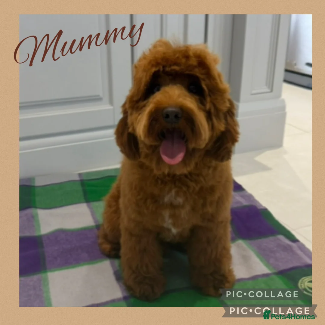 Australian Labradoodle dogs for sale: Prestige Australian labradoodle puppies💜 - Advert 1