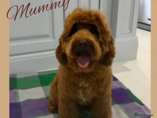 Australian Labradoodle dogs Prestige Australian labradoodle puppies💜 - Advert 1