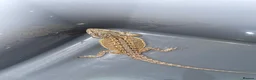 Bearded Dragon reptiles for sale: Bearded dragons  - Advert 8