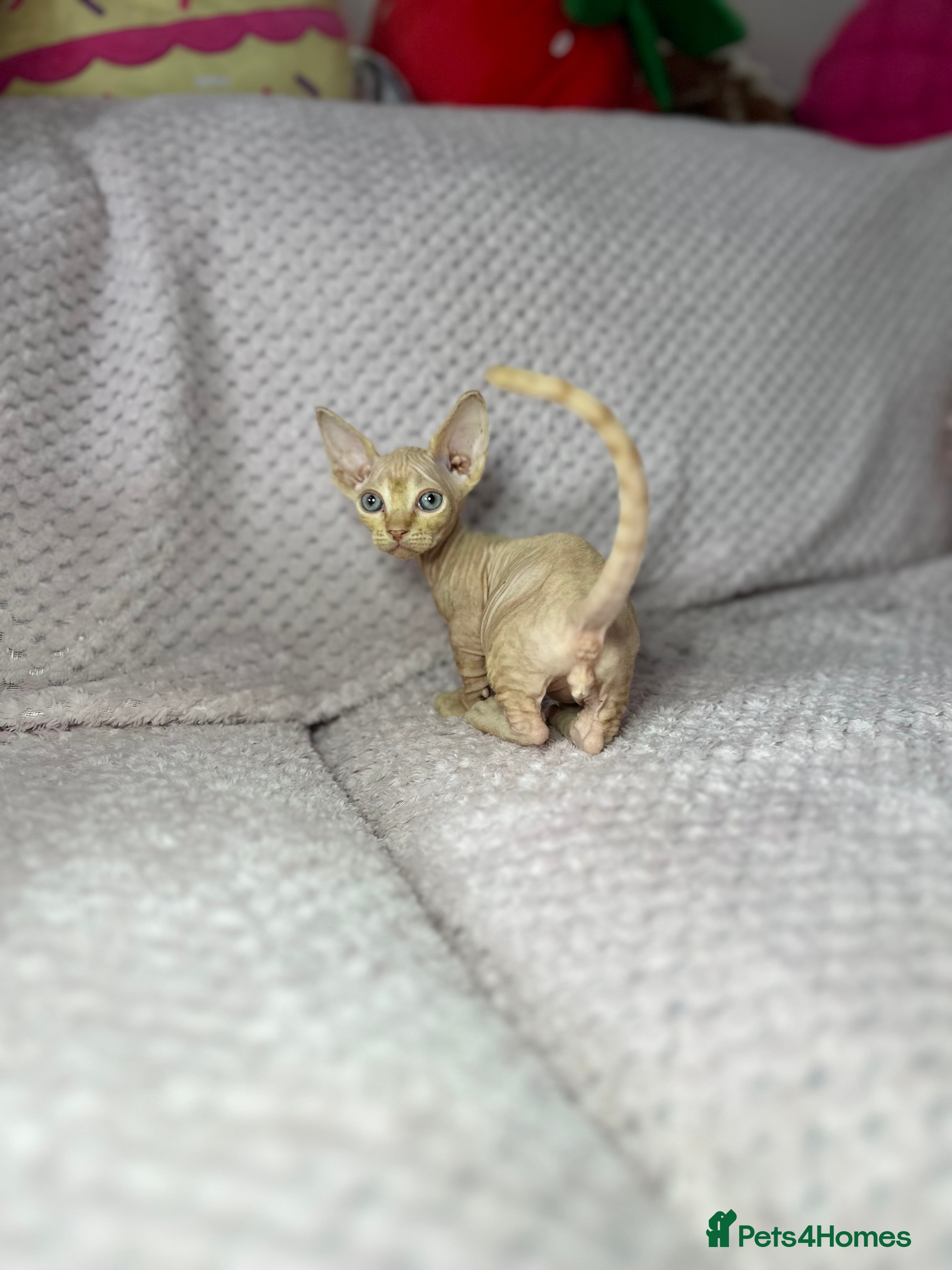 Sphynx cats Canadian bambino Sphynx kittens  - Advert 2