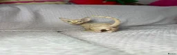 Sphynx cats for sale: Canadian bambino Sphynx kittens  - Advert 34