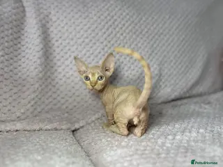 Sphynx cats Canadian bambino Sphynx kittens - Advert 2