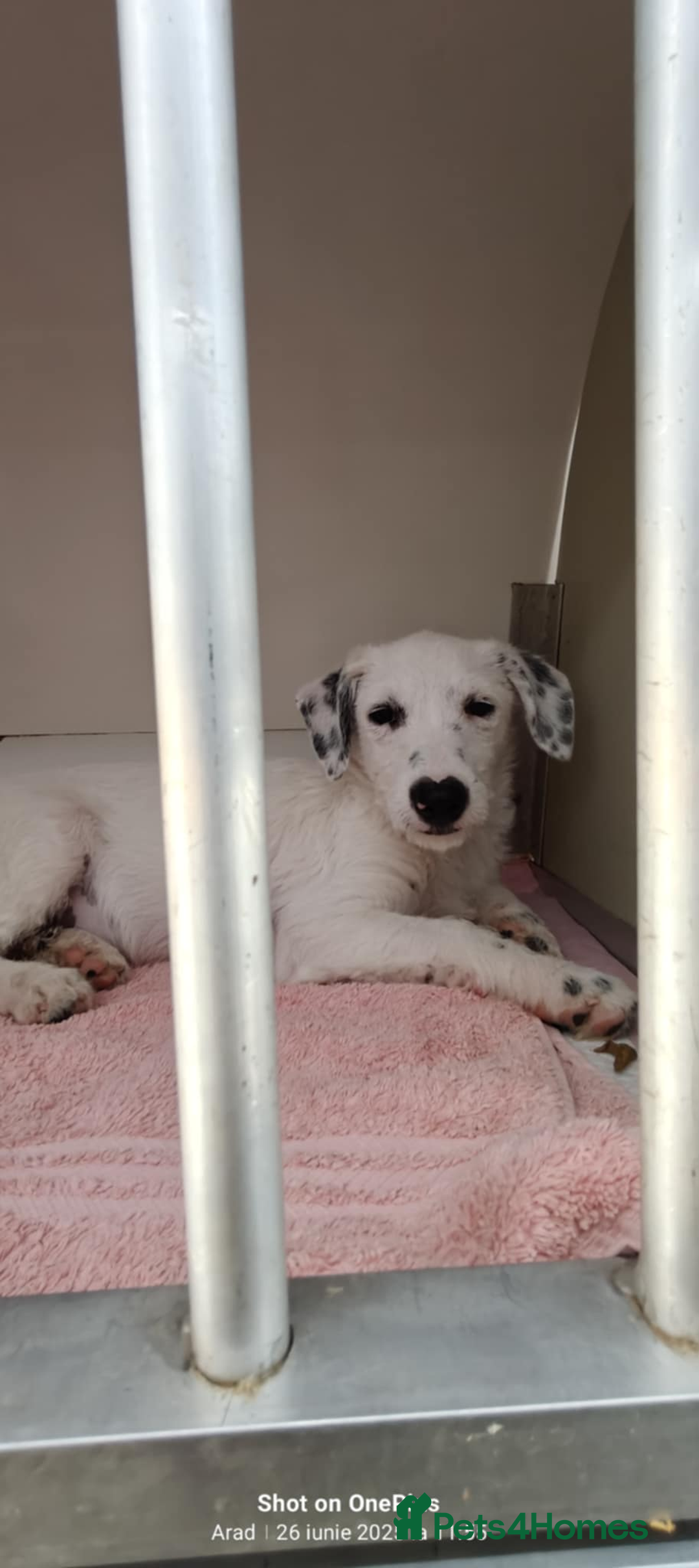 Mixed Breed dogs for adoption: 🐾 Poppy – hoping for gentle arms to trust - Advert 2