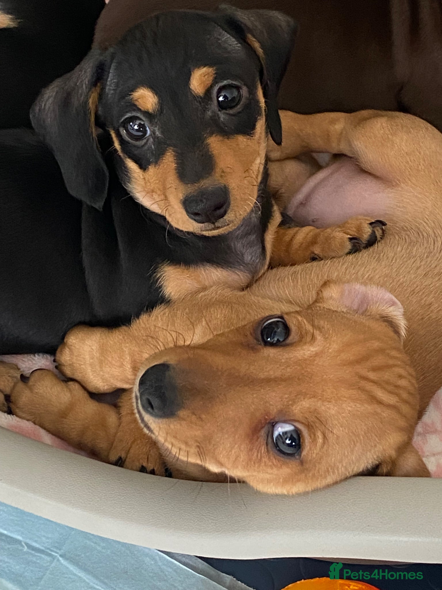 Miniature Dachshund dogs Last two remaining miniature dachshunds puppies!! - Advert 4