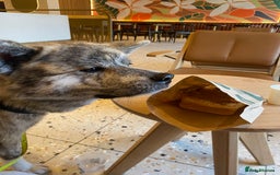 Japanese Akita Inu dogs for sale: Beautiful brindle Japanese Akita  - Image 9