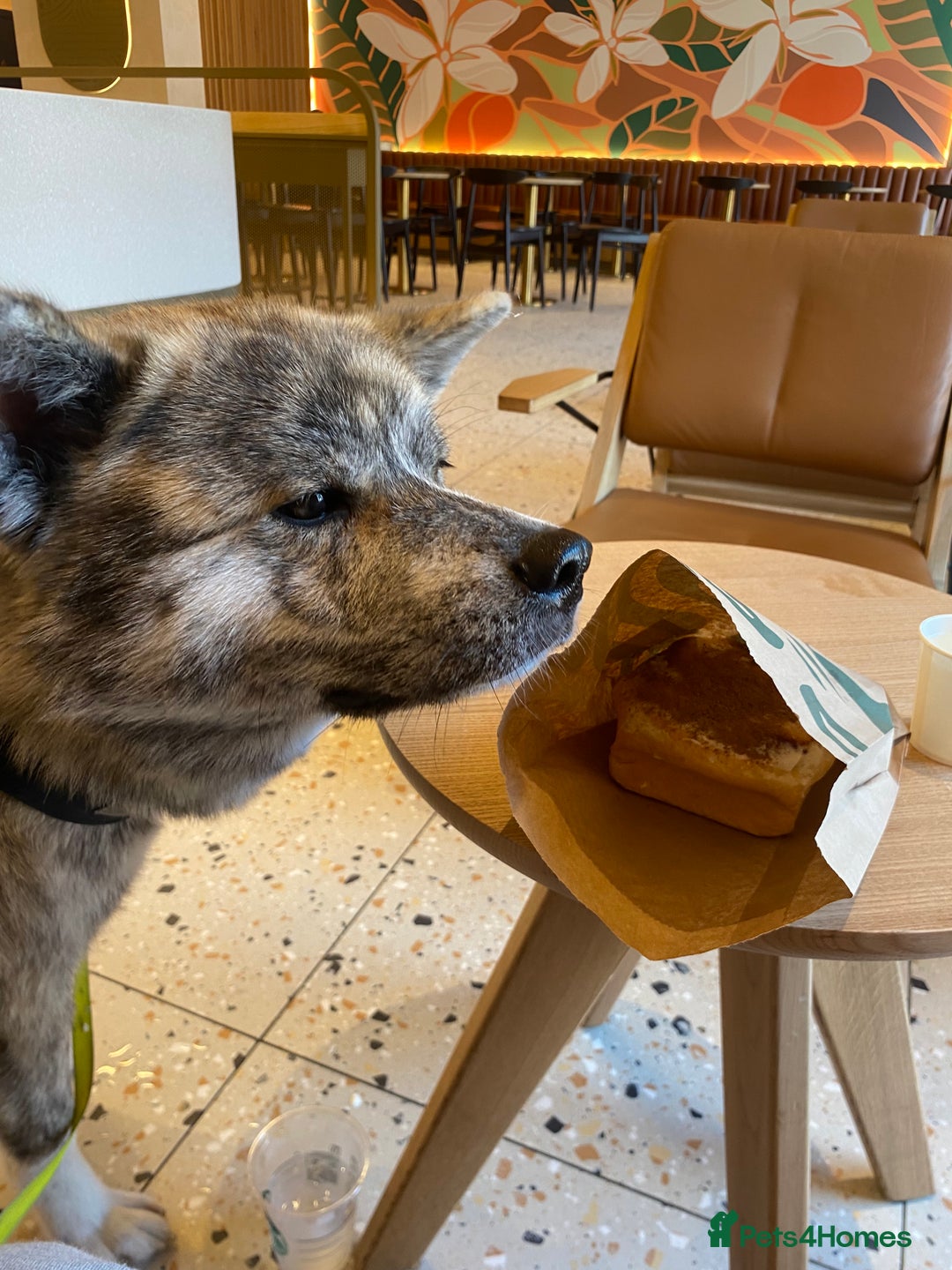 Japanese Akita Inu dogs for sale: Beautiful brindle Japanese Akita  - Image 9