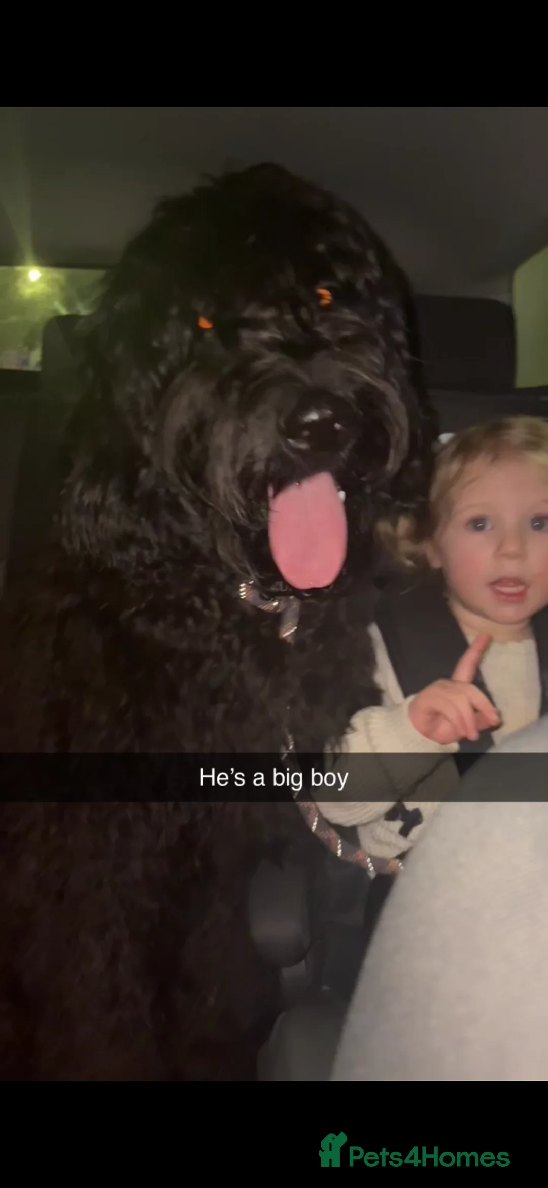 Goldendoodle dogs for sale: Golden doodle  - Advert 3