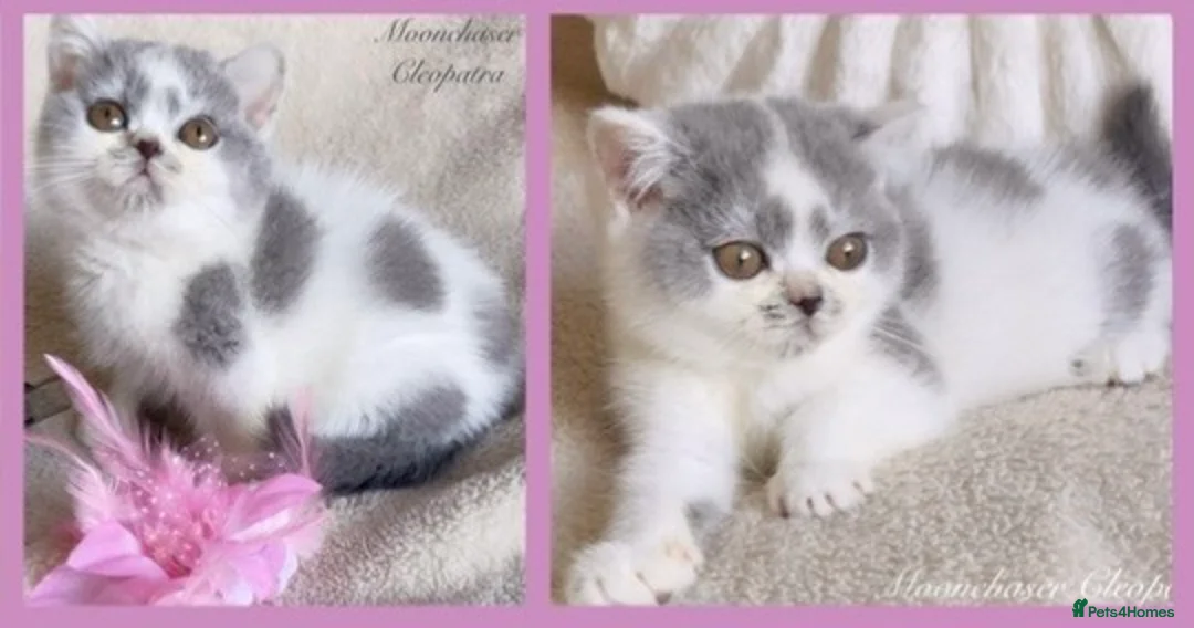British Shorthair cats for sale: Gorgeous Blue & White British Shorthair Registered - Advert 1
