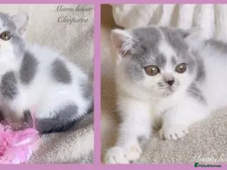 British Shorthair cats Gorgeous Blue & White British Shorthair Registered - Advert 18