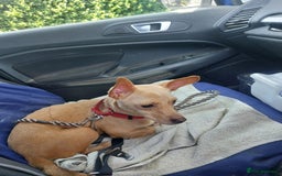 Mixed Breed dogs for adoption: MEET SWEETHEART SHAKI - Image 2