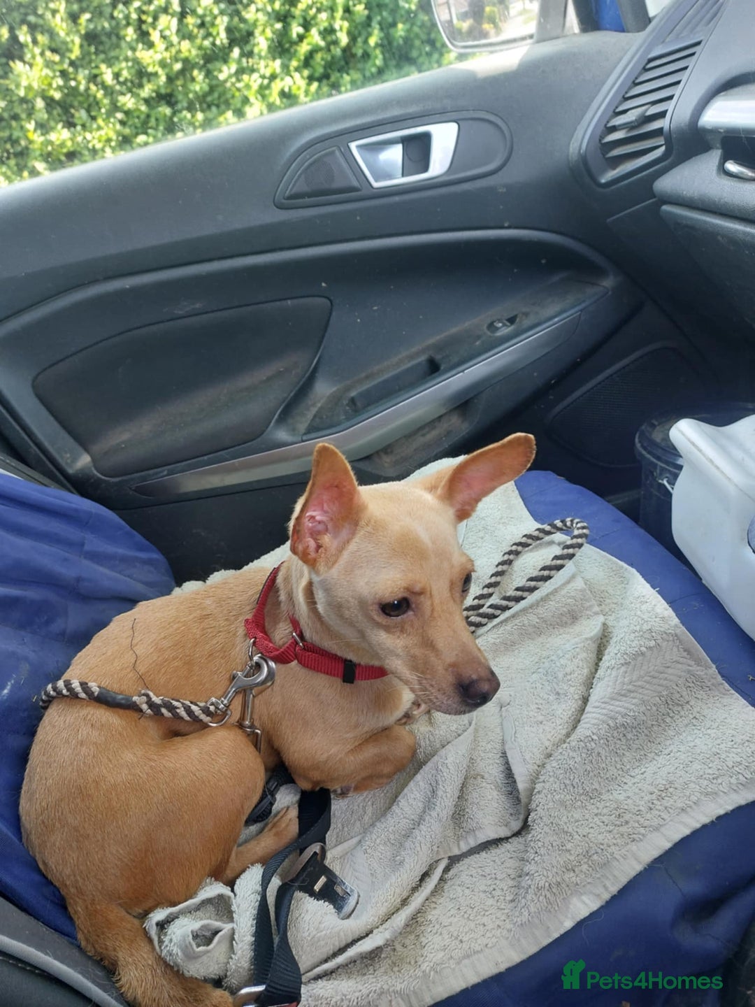 Mixed Breed dogs for adoption: MEET SWEETHEART SHAKI - Image 2