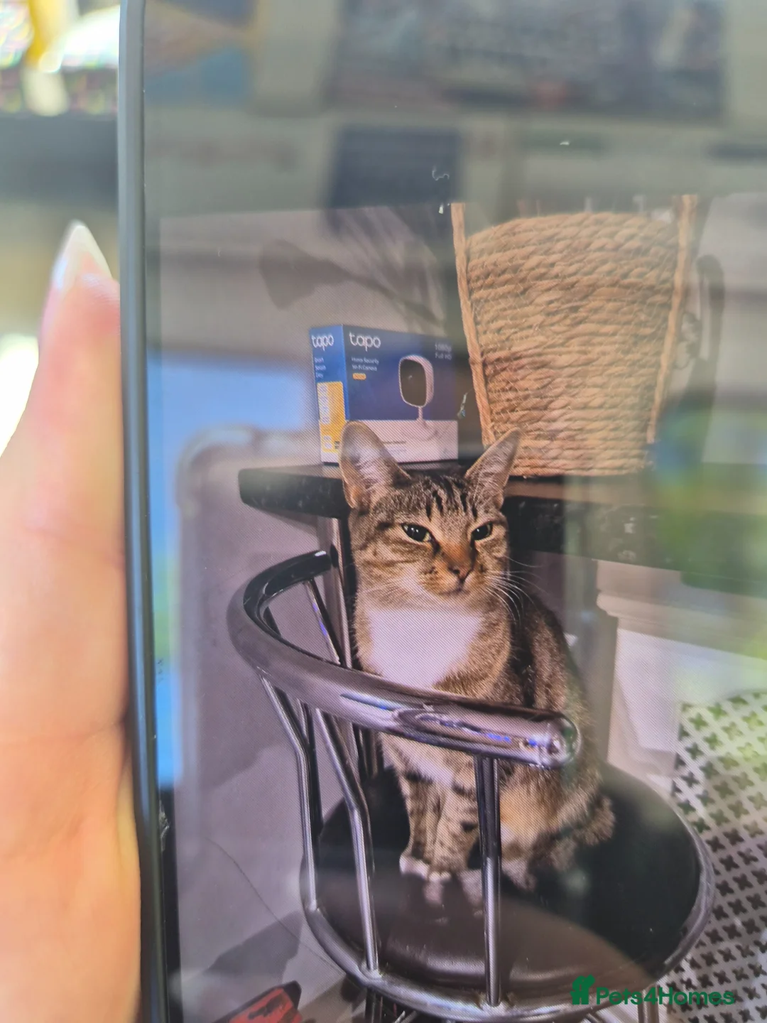 Mixed Breed cats for sale: Little kitten  - Advert 9